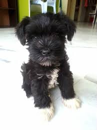 Black And Silver Miniature Schnauzer Breeders 2 Month Old Schnauzer Miniature Schnauzer Schnauzer Schnauzer Dogs