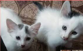 Pada tahun 2015, kucing ini diiktiraf sebagai kucing kedua paling popular di amerika syarikat. Kucing Sporo Beranak Pinak Psherbs