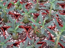 Image result for Dorstenia