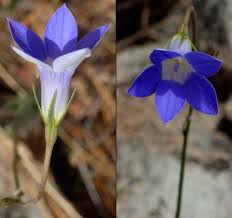 Native australian bluebell another beautiful bluebell is the australian bluebell (wahlenbergia stricta). Tall Bluebell Grasslands