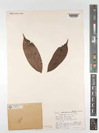 Image result for isolona