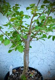 Image result for Commiphora angolensis