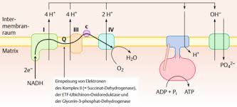 Als protonenpumpe werden in der biochemie und physiologie allgemein transmembranproteine bezeichnet, die protonen über eine biologische membran, gegen einen elektrochemischen gradienten, transportieren. Oxidative Phosphorylierung Grundlagen Flashcards Quizlet