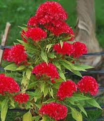 Celosia Celosia Is An Unusual Velvety Coral Shaped Flower That Usually Comes In Shades Of Red Pink Yellow Or Orange Flowers Fresh Flowers Online Flower Names
