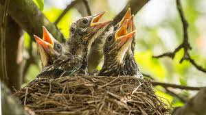 These nests are often balanced in precarious locations, such as on thin branches or twigs, on a cliff ledge, or even astride a wire. How To Identify Bird Nests Forest Preserve District Of Will County