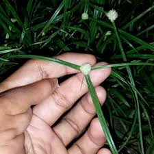 Jika ada para saintis dan ahli bioteknologi yang handal pada masa akan datang. Pokok Rumput Helikopter