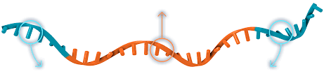 Mrna vaccines have been used to induce immune responses against infectious pathogens. Technology Curevac