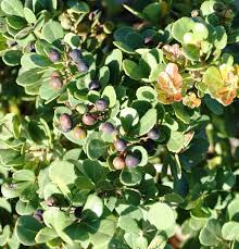 Image result for Hippocratea crenata