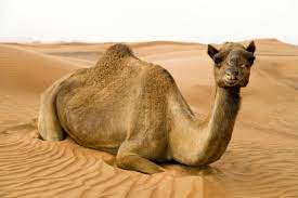 I don't mean like in zoos that we see today. Amazing Facts About The Camel Onekindplanet Animal Education