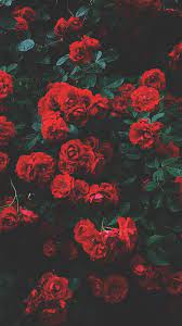 29 Romantic Roses Iphone X Wallpapers Preppy Wallpapers Dark Red Wallpaper Floral Wallpaper Iphone Wallpaper Iphone Roses