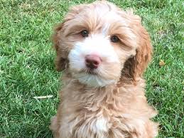 Check out our labradoodle puppy selection for the very best in unique or custom, handmade pieces from our shops. Why It S Wise To Pay More For Your Labradoodle Agape Labradoodles