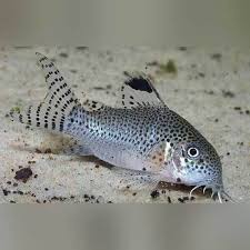 Punctatus Cory Leopard Spots Saltwater Aquarium Catfish