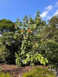 Image result for Geigeria engleriana