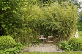 There's a great selection and varieties of tall ornamental grasses that can help you create. 8 Best Ornamental Grasses To Add Privacy To The Garden