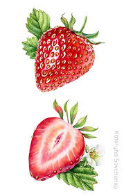 Watercolor Botanical Illustration Of Whole And A Half Of Strawberry Detailed Commer Watercolor Illustration Tutorial Watercolor Illustration Watercolor Fruit