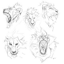 Some Stuff I Made Animal Drawings Lion Art Lion Sketch