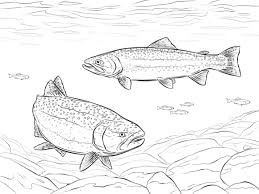 Rainbow Trout Coloring Page Free Printable Coloring Pages Fish Coloring Page Coloring Pages Rainbow Fish Coloring Page