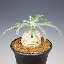 Image result for Trochomeria polymorpha