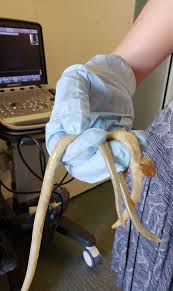 What exactly does dewormer do? Resistant Horse Side Vet Guide