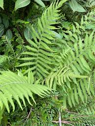 Image result for Christella parasitica