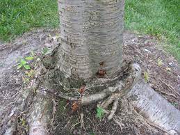 A tree is girdled when water and nutrients can no longer flow between the canopy and the roots by way of the xylem and phloem (found directly underneath the bark). Girdling Roots