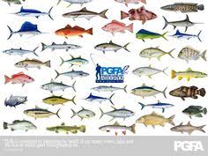 9 Best Fish Pics Charts Etc Images Fish Fish Chart