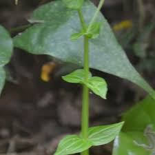 Image result for Canscora alata