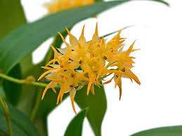 Image result for Bulbophyllum cochleatum