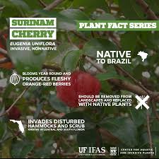 The fruits are today mostly eaten by children. Center For Aquatic And Invasive Plants University Of Florida Ifas