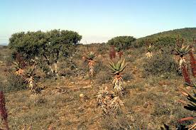 Image result for Sesbania macowaniana