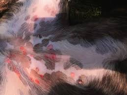 Spider bites are often hard to diagnose. It S Bug Bite Season For Local Cats And Dogs Fortsaskonline Com