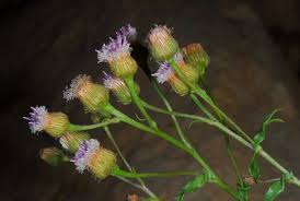 Image result for Equilabium masukense