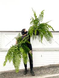 Image result for Nephrolepis biserrata