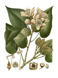 Image result for Blepharis katangensis
