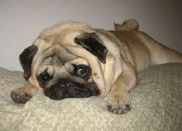 5 Dog Breeds You Should Not Own No Not Another Dangerous Dogs List Dog List Dangerous Dogs Pug Dog