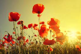 Vous pouvez toutefois prolonger son épanouissement. Le Coquelicot Caracteristiques Histoire Entretien