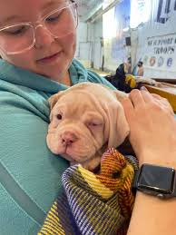 who is this volley dog ?? 😆