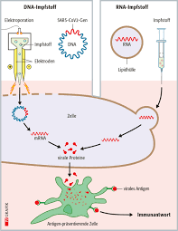 Check spelling or type a new query. Sars Cov 2 Impfstoffe Teil 3 Impfen Mit Rna Oder Dna Pz Pharmazeutische Zeitung