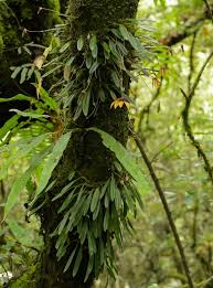 Image result for Bulbophyllum prorepens