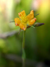 Image result for Hypericum lalandii