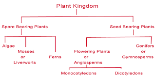 Venus Fly Trap Classification Chart Deciphering