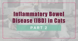 Inflammatory Bowel Disease Ibd In Cats Part 2 Boulder