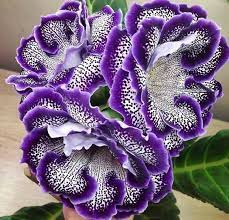 Pin On Flores Cia