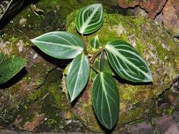 Peperomia Sarcophylla Plant Leaves Plants Peperomia