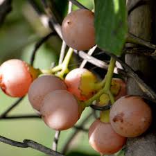 Image result for Cordia mukuensis