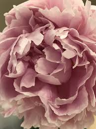 Light Pink Peonies Flower Drawing Beautiful Flowers Flower Lover