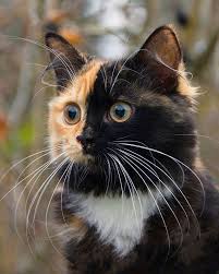 Black And Orange Tortoiseshell Kitten A Gorgeous Tortoiseshell Calico Cat Whose Adorable Face Is Half Orange And Half Black Two Faced Cat Pretty Cats Beautiful Cats