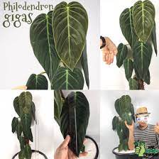Check spelling or type a new query. Philodendron Gigas Philodendron Gigas Philodendron Philodendron Plant