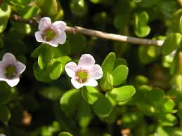 Image result for Bacopa monnieri