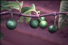 Image result for Vangueria ferruginea